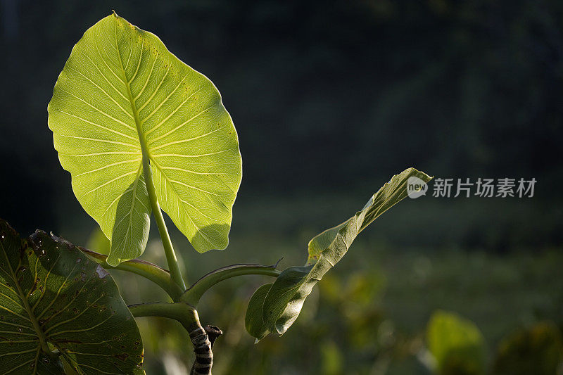 沼泽蛙(Montrichardia arborescens)厄瓜多尔